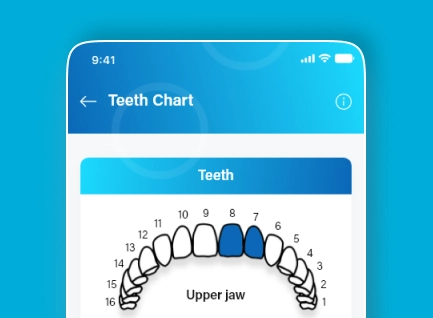 Teeth Chart